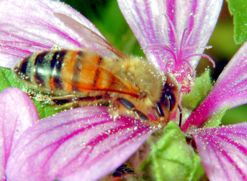 Per chi ama la macrofotografia